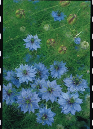 Picture of Nigella Miss Jekyll Type - Light Blue